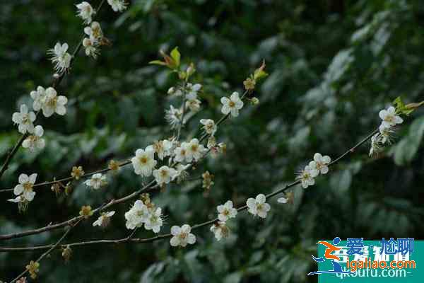 2022廣州看梅花最好地方 廣州賞梅花最佳景點(diǎn)？