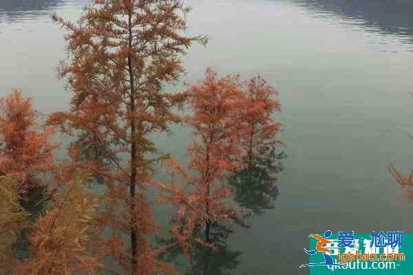 三峽庫區(qū)再現(xiàn)水中森林美景 水中森林美景在哪里？