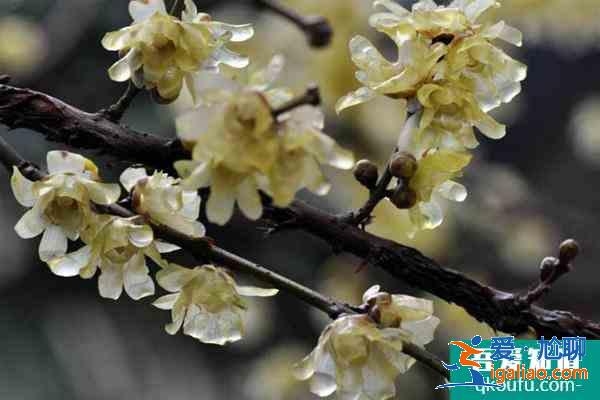 上海臘梅哪個公園好看 附觀賞時間？