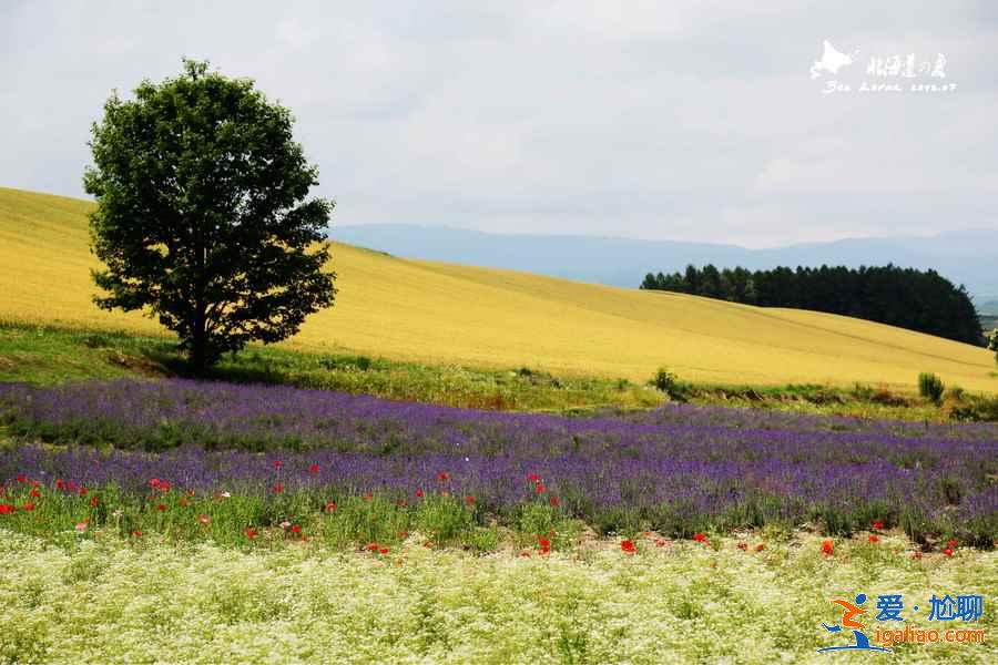 北海道取景地有哪些,北海道有哪些電影取景地? 北海道取景地有哪些,北海道有哪些電影取景地?
