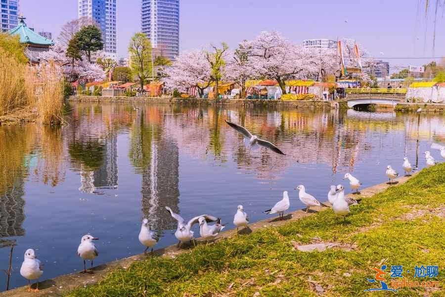 東京上野公園怎么玩，東京上野公園景點，東京上野公園攻略？