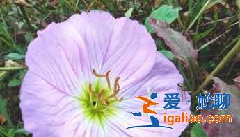紅米k30s拍出照片太白是怎么回事？