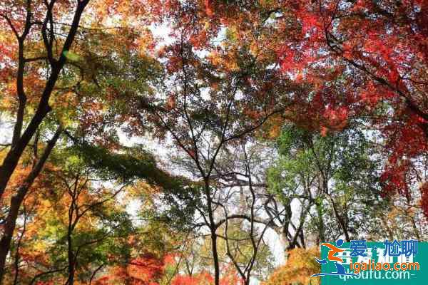2021南京棲霞山元旦游玩指南 南京棲霞山元旦活動取消？