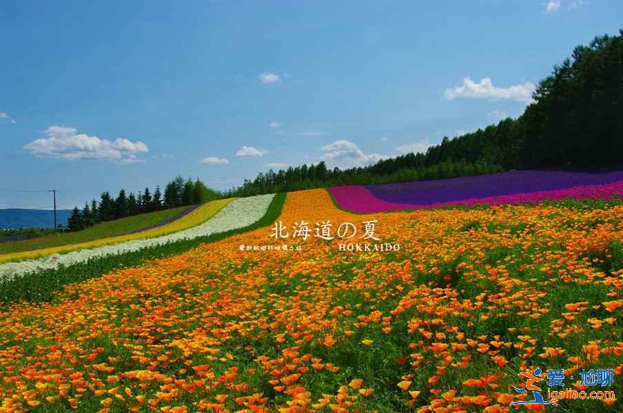 北海道5月旅游風景好嗎，5月去北海道路線？