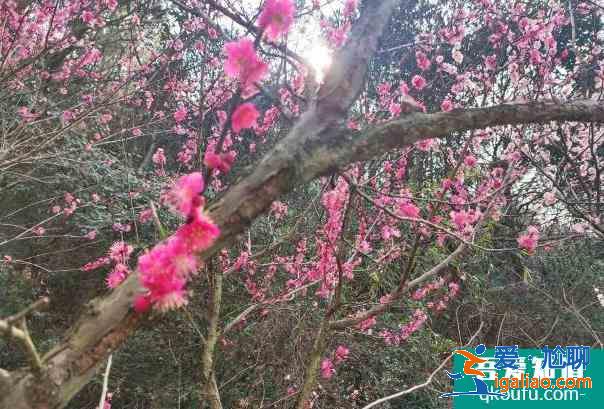 受疫情影響寧波北侖九峰山暫停對(duì)外開(kāi)放2022年1月？