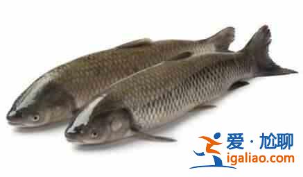 哪種魚補腎壯陽有奇效？？