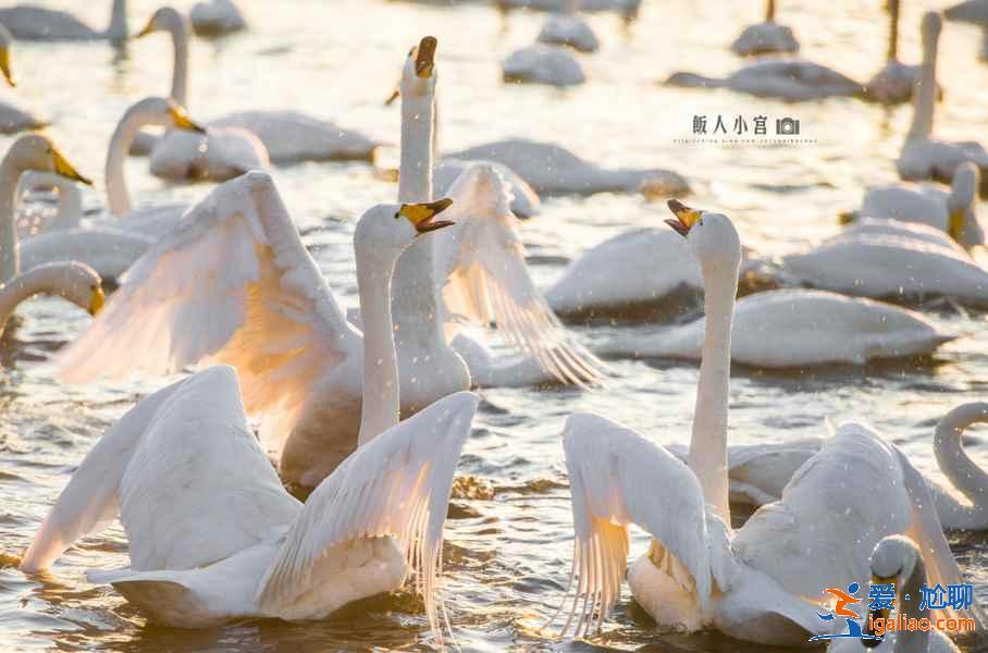 煙臺(tái)和威海哪個(gè)好玩，煙臺(tái)和威海旅游哪個(gè)好？
