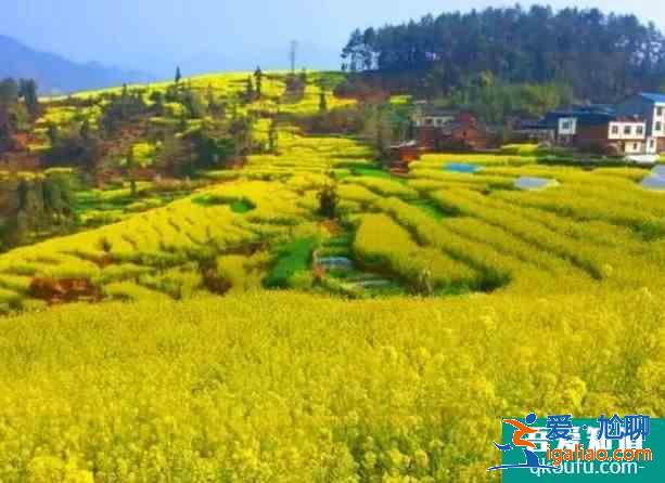 2021屏山中都油菜花在哪里？