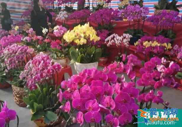 2021中山南朗鎮(zhèn)花市購(gòu)花點(diǎn)開(kāi)放時(shí)間 中山云花市買花入口？