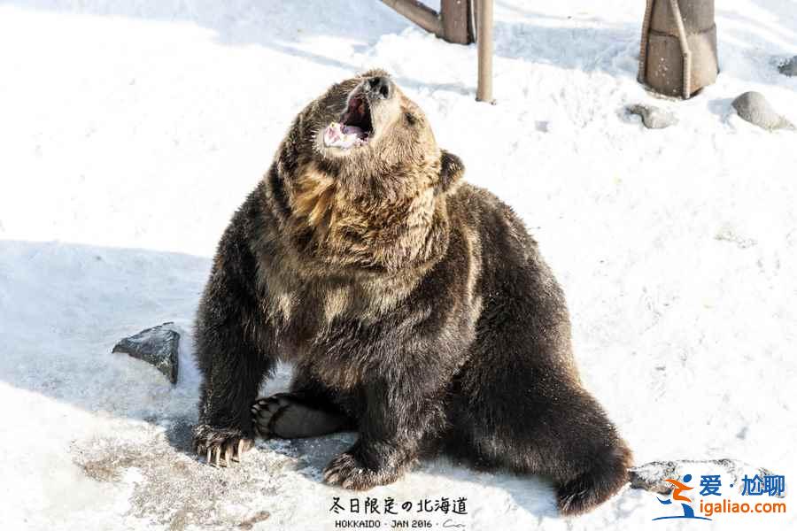 登別熊牧場(chǎng)好玩嗎？登別熊牧場(chǎng)值得去嗎？登別熊牧場(chǎng)游玩解析？