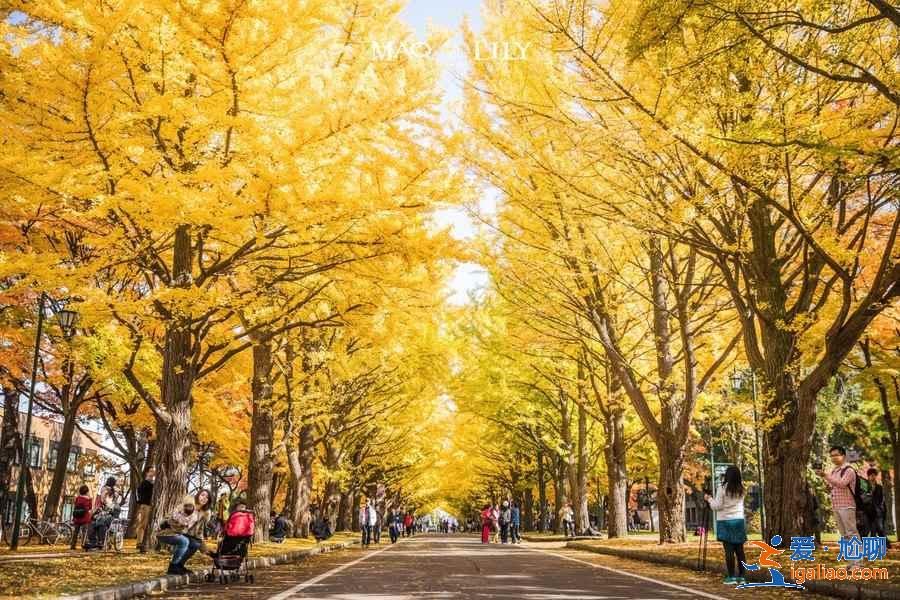 北海道大學(xué)可以觀光嗎？北海道大學(xué)值得去嗎？北海道大學(xué)觀光指南？