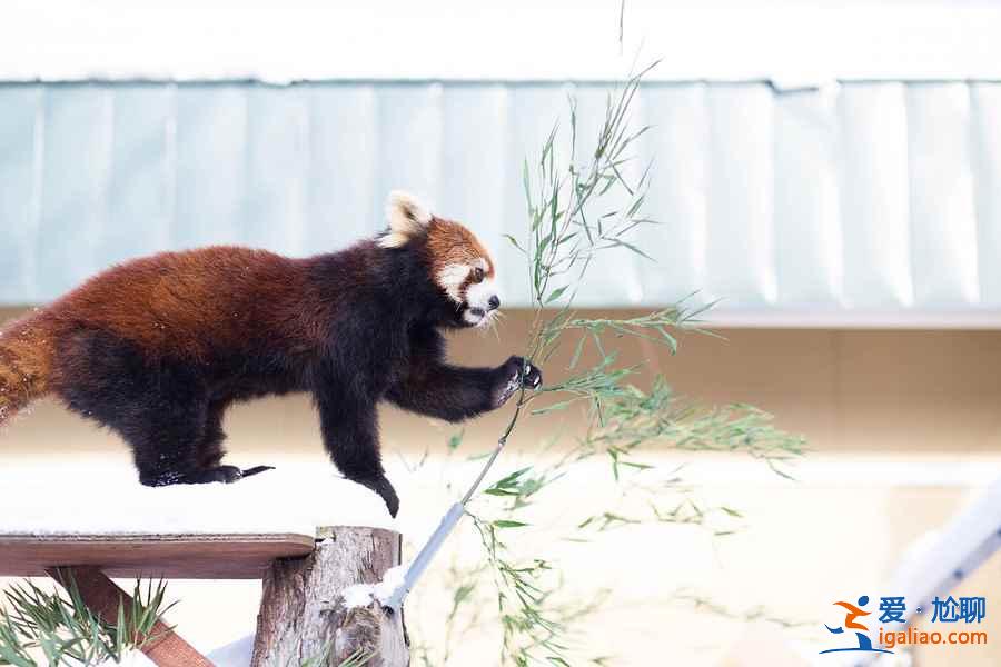 北海道旭山動(dòng)物園適合帶孩子去玩嗎？帶孩子去北海道旭山動(dòng)物園好玩嗎？北海道旭山動(dòng)物園游玩攻略？
