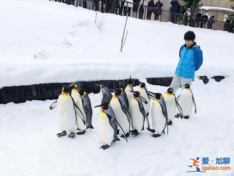 北海道旭山動(dòng)物園適合帶孩子去玩嗎？帶孩子去北海道旭山動(dòng)物園好玩嗎？北海道旭山動(dòng)物園游玩攻略？