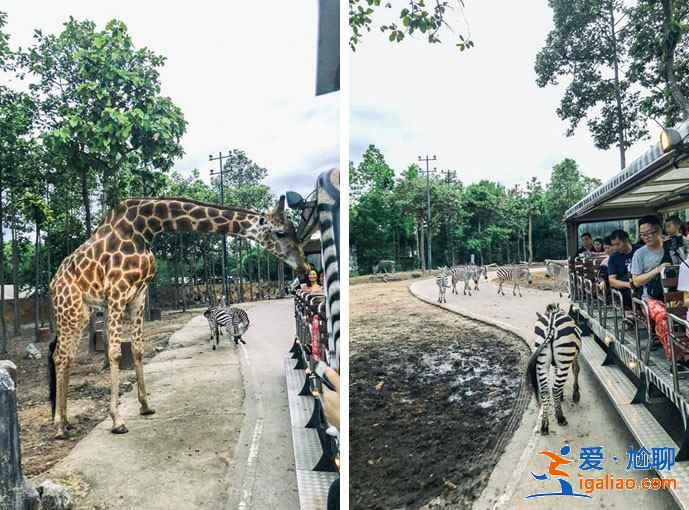 清邁什么好玩的？清邁有哪些旅游景點？清邁景點排行榜？