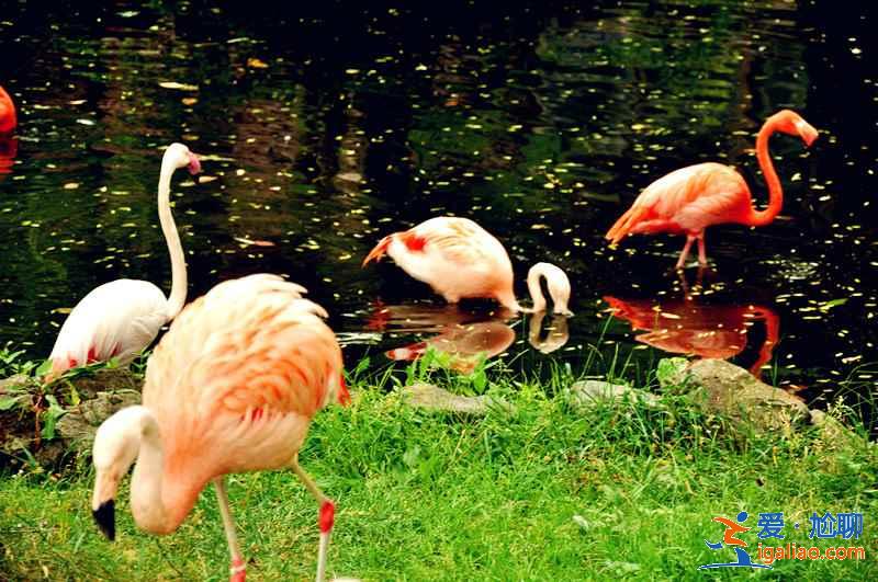 北海道旭山動(dòng)物園適合帶孩子去玩嗎？帶孩子去北海道旭山動(dòng)物園好玩嗎？北海道旭山動(dòng)物園游玩攻略？