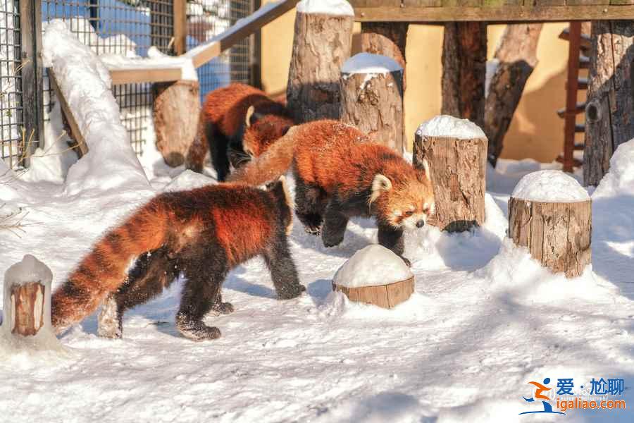 北海道旭山動(dòng)物園適合帶孩子去玩嗎？帶孩子去北海道旭山動(dòng)物園好玩嗎？北海道旭山動(dòng)物園游玩攻略？
