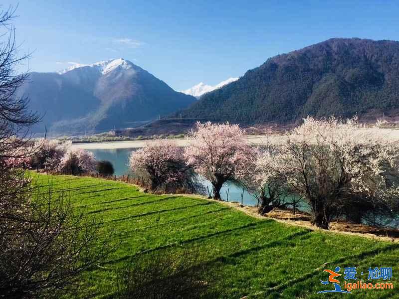 林芝桃花什么時(shí)候開，林芝賞桃花的最佳地點(diǎn)在哪里，林芝賞桃花攻略？