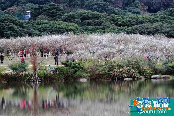 2022廣州梅花什么時候開花 廣州賞梅花的地方？