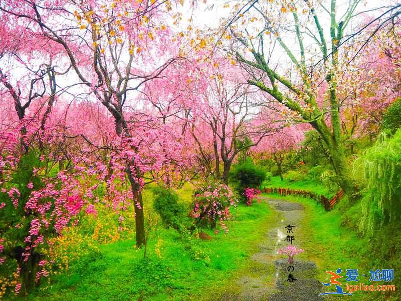 情侶去京都怎么玩？京都有哪些地方適合情侶約會(huì)？京都情侶游玩圣地盤點(diǎn)？