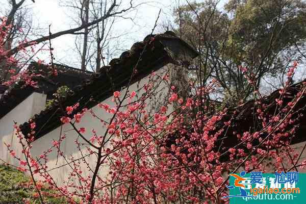 2022廣州梅花什么時候開花 廣州賞梅花的地方？