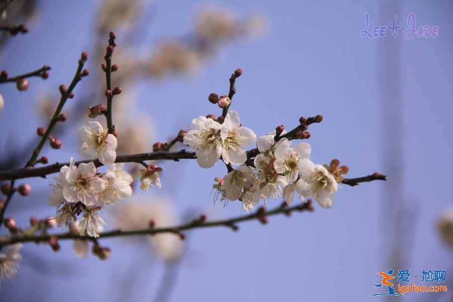 廣州冬季哪里可以賞花,廣州冬季賞花好去處,廣州冬季賞花指南? 廣州冬季哪里可以賞花,廣州冬季賞花好去處,廣州冬季賞花指南?