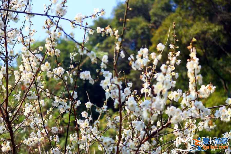 廣州冬季哪里可以賞花,廣州冬季賞花好去處,廣州冬季賞花指南? 廣州冬季哪里可以賞花,廣州冬季賞花好去處,廣州冬季賞花指南?