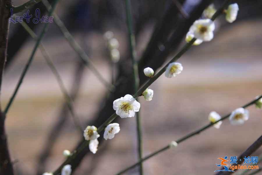 廣州冬季哪里可以賞花,廣州冬季賞花好去處,廣州冬季賞花指南? 廣州冬季哪里可以賞花,廣州冬季賞花好去處,廣州冬季賞花指南?
