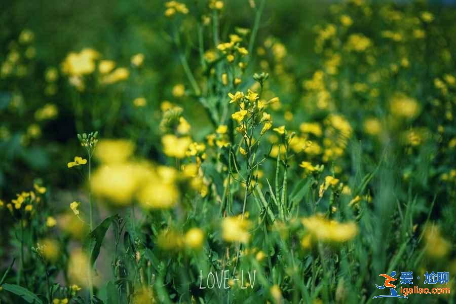 武漢春天去哪兒看油菜花，武漢春季賞油菜花指南，武漢春天賞油菜花好去處？
