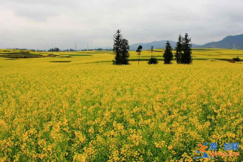 武漢春天去哪兒看油菜花，武漢春季賞油菜花指南，武漢春天賞油菜花好去處？