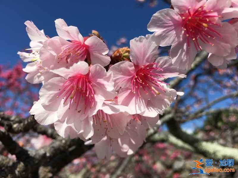 2月去日本能看到櫻花嗎,2月份去日本有櫻花嗎,日本2月櫻花開嗎? 2月去日本能看到櫻花嗎,2月份去日本有櫻花嗎,日本2月櫻花開嗎?