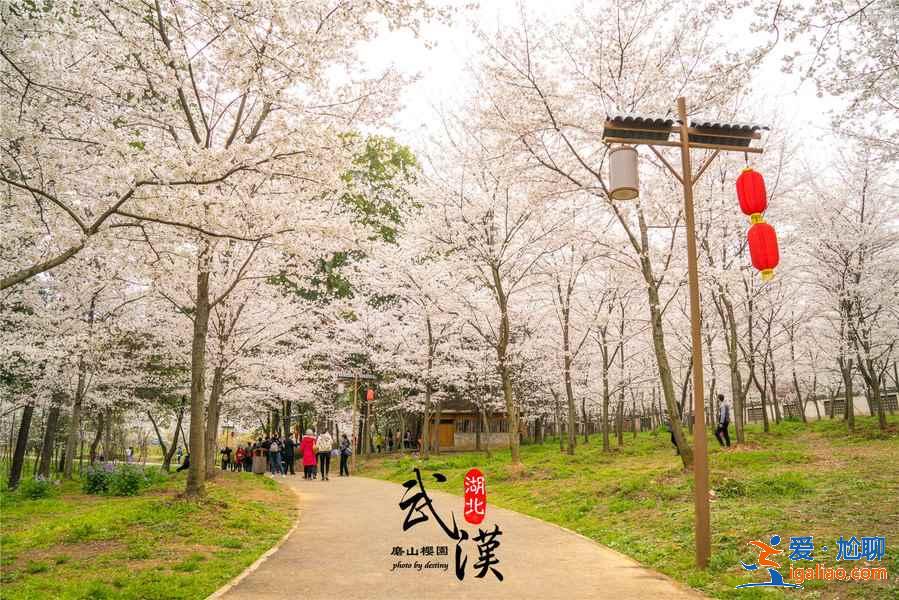 2019武漢賞櫻路線，除了武漢大學還有哪些賞櫻好去處？？