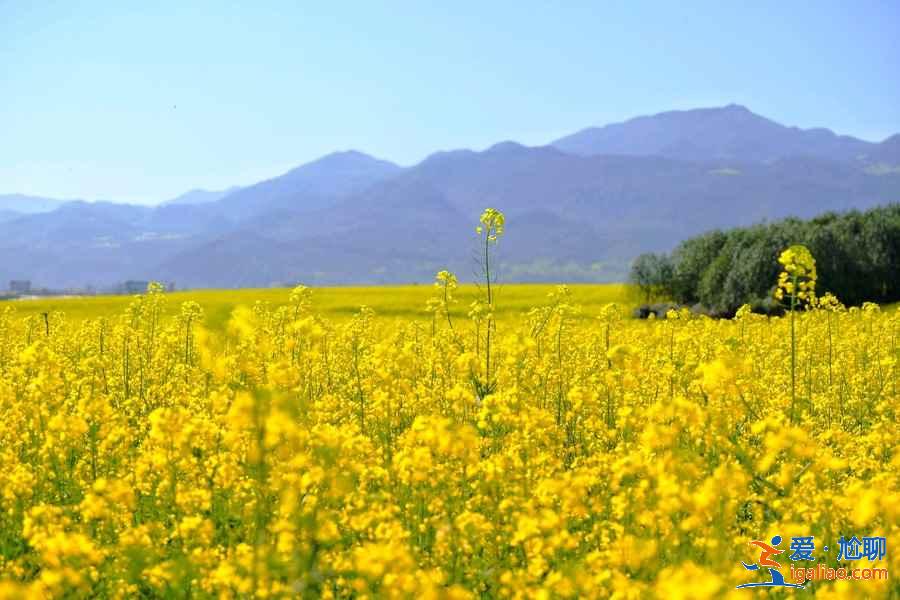 武漢春天去哪兒看油菜花，武漢春季賞油菜花指南，武漢春天賞油菜花好去處？