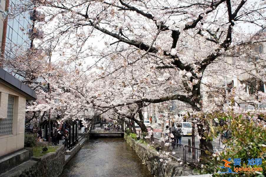 2月去日本能看到櫻花嗎,2月份去日本有櫻花嗎,日本2月櫻花開嗎? 2月去日本能看到櫻花嗎,2月份去日本有櫻花嗎,日本2月櫻花開嗎?