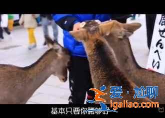 2月去日本能看到櫻花嗎,2月份去日本有櫻花嗎,日本2月櫻花開嗎? 2月去日本能看到櫻花嗎,2月份去日本有櫻花嗎,日本2月櫻花開嗎?