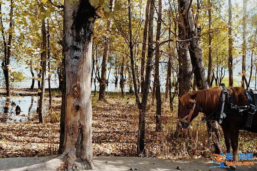 大理海舌生態(tài)公園值得去嗎，大理海舌生態(tài)公園具體位置，大理海舌生態(tài)公園需要門票嗎？