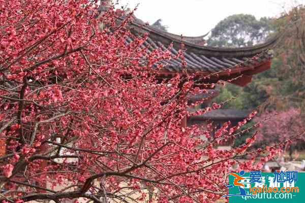 2022東湖梅園門(mén)票多少錢(qián)一張？