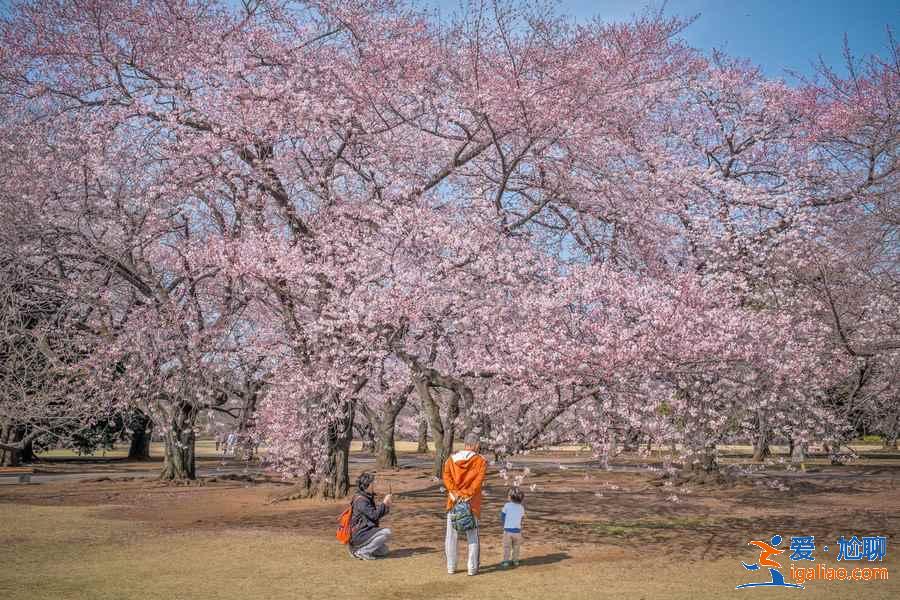 2018日本櫻花花期預(yù)測，日本東京賞櫻全攻略？