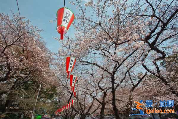 2018日本櫻花花期預(yù)測，日本東京賞櫻全攻略？