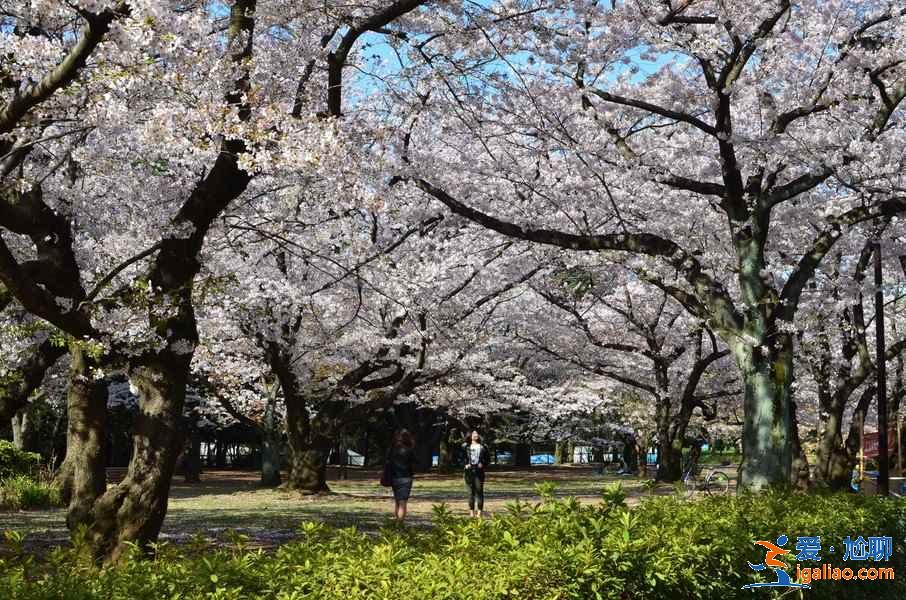 2018日本櫻花花期預(yù)測，日本東京賞櫻全攻略？