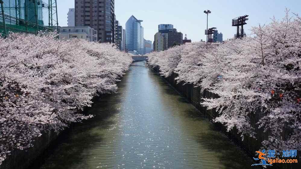 2018日本櫻花花期預(yù)測，日本東京賞櫻全攻略？