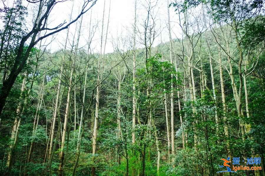 杭州九溪十八澗怎么去,杭州九溪煙樹在哪里,九溪十八澗交通路線? 杭州九溪十八澗怎么去,杭州九溪煙樹在哪里,九溪十八澗交通路線?