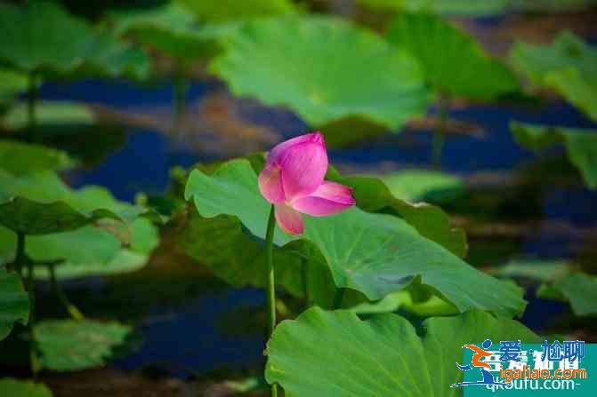 寧夏自駕游攻略及花費(fèi)介紹 這份6日游路線很經(jīng)典？