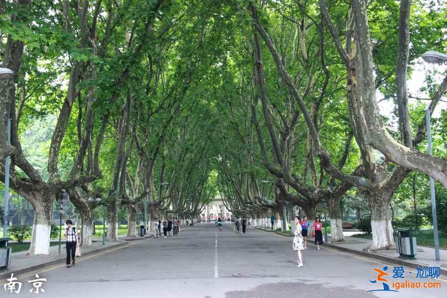 想看南京梧桐，那你絕不能錯(cuò)過這三條路？