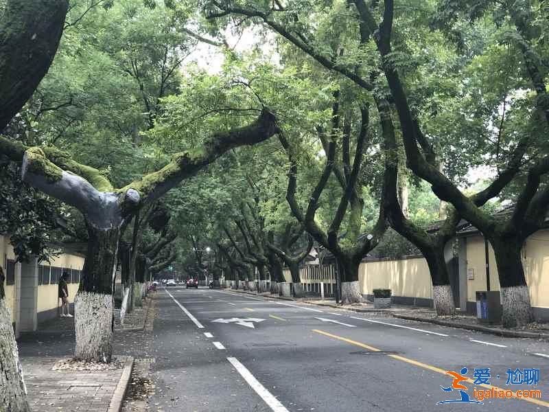 想看南京梧桐，那你絕不能錯(cuò)過這三條路？