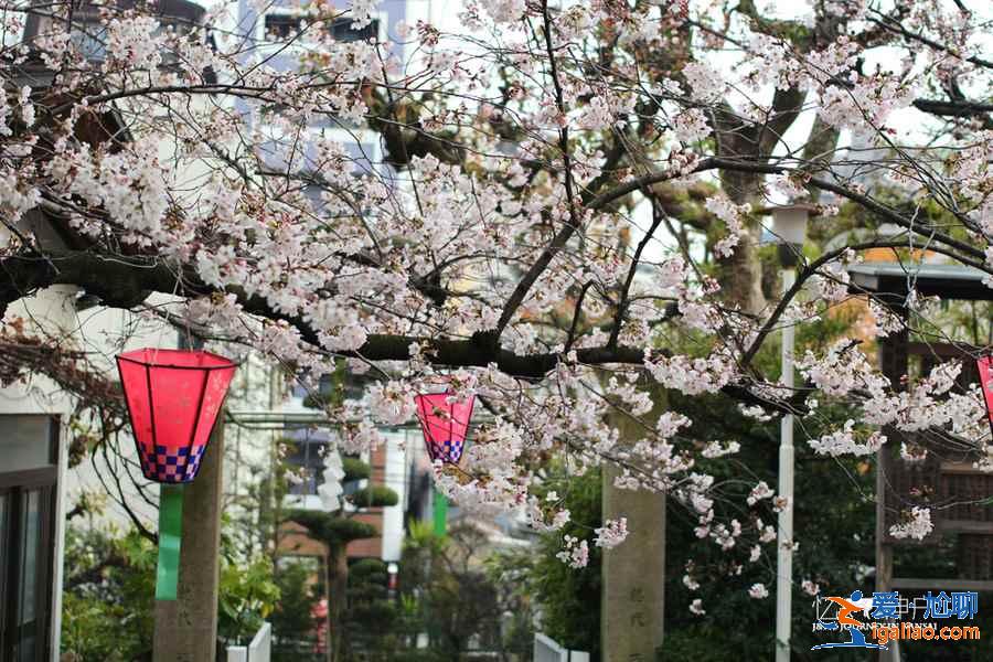 大阪怎么去神戶，大阪去神戶方便嗎，大阪到神戶交通攻略？