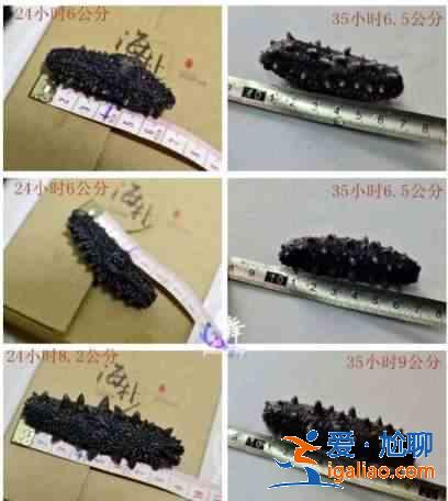 海參怎么發(fā)？？