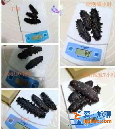 海參怎么發(fā)？？