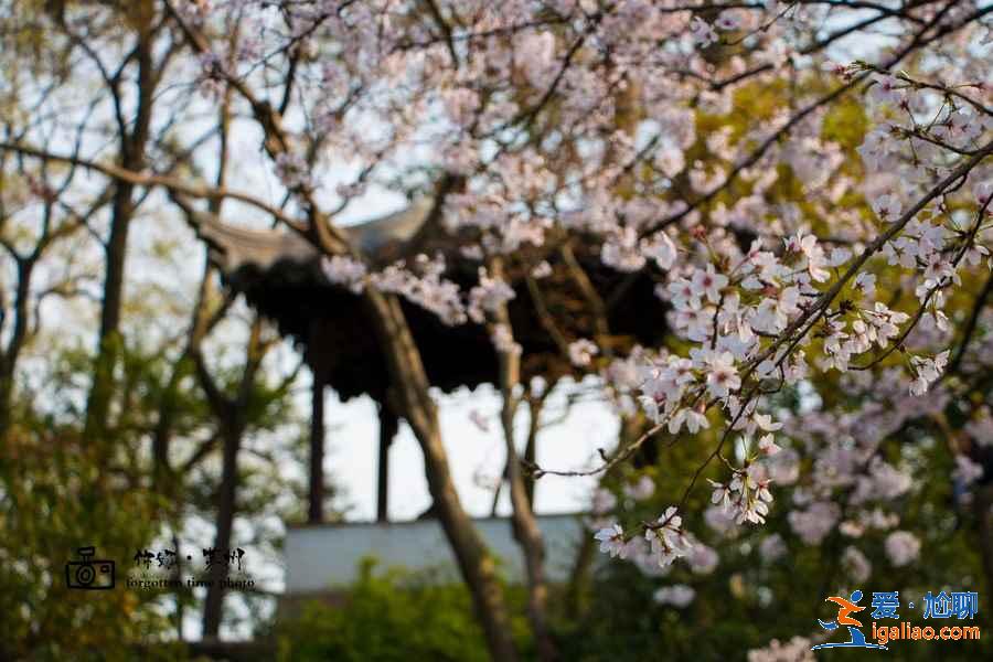 蘇州賞花好去處，蘇州賞花哪里好，蘇州賞花地有哪些？