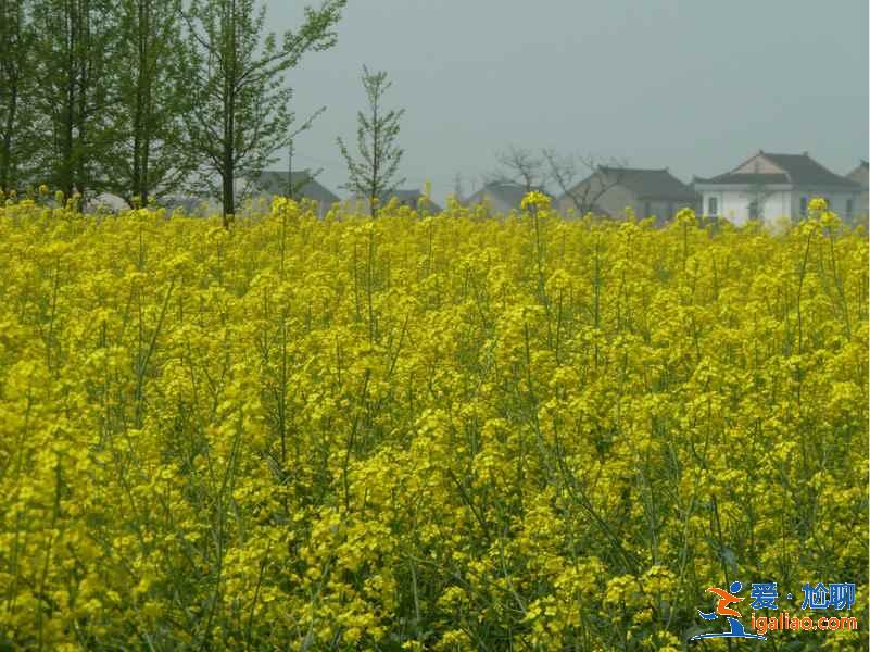 蘇州賞花好去處，蘇州賞花哪里好，蘇州賞花地有哪些？
