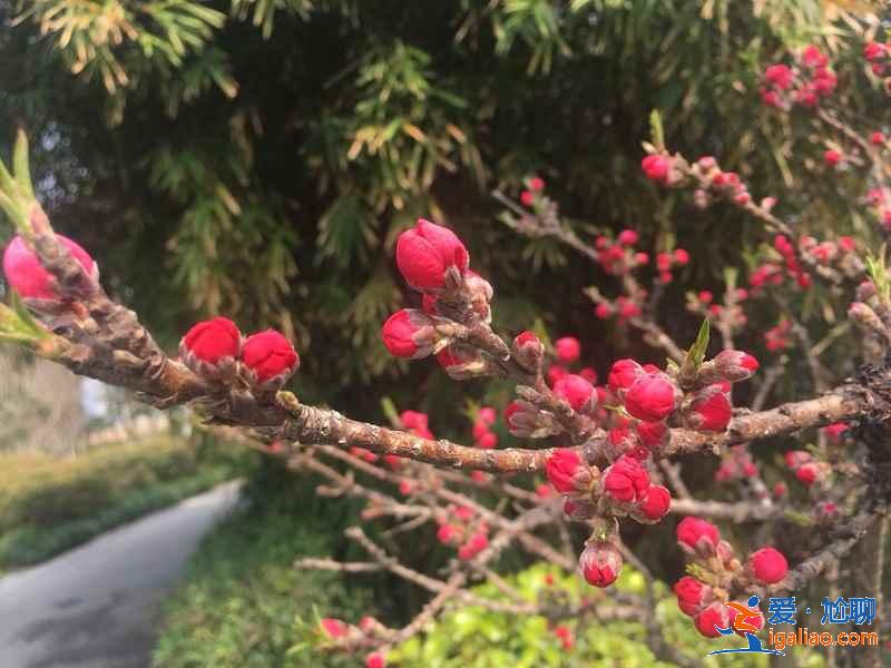 蘇州賞花好去處，蘇州賞花哪里好，蘇州賞花地有哪些？